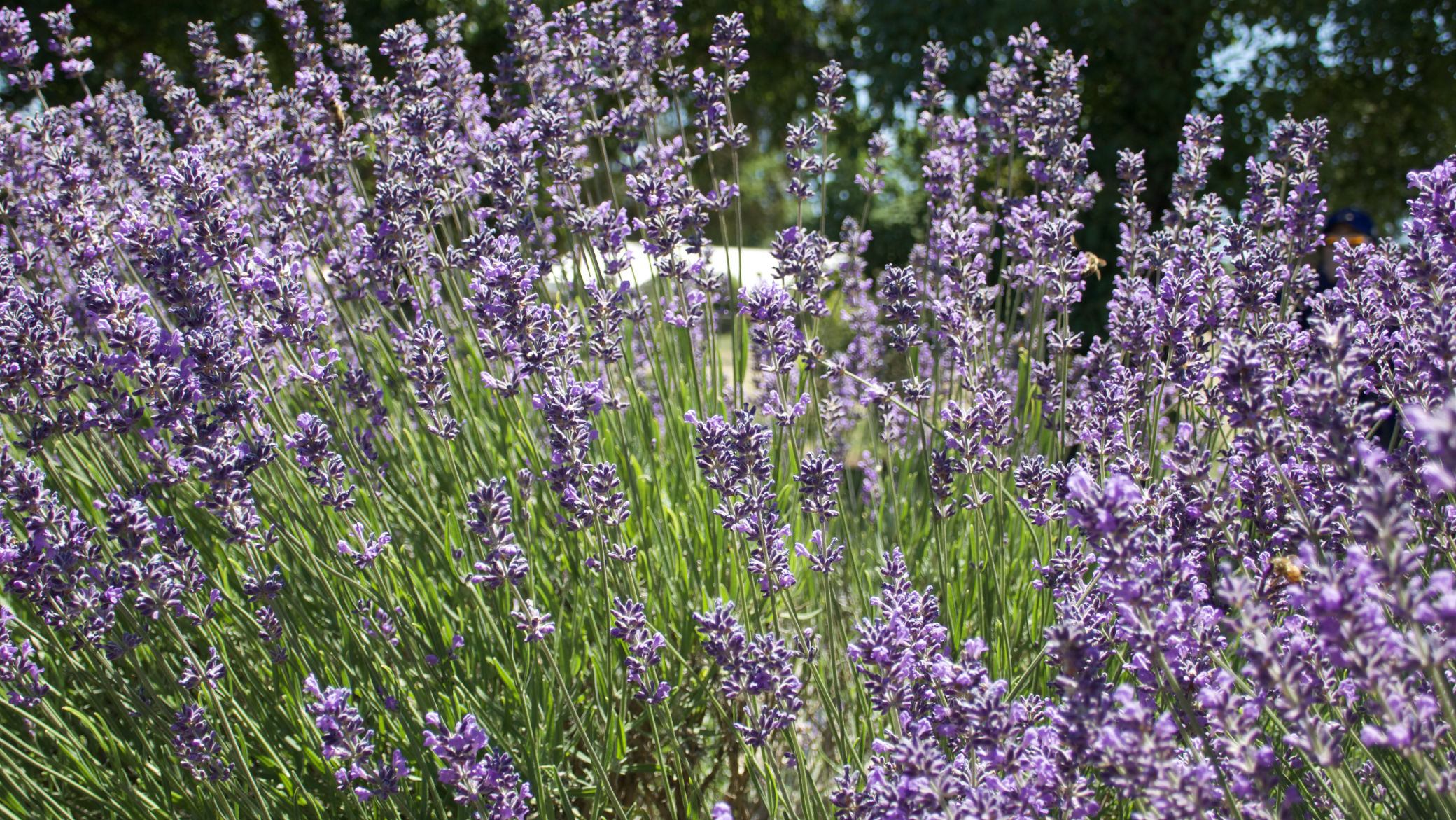 Warratina Lavender Farm