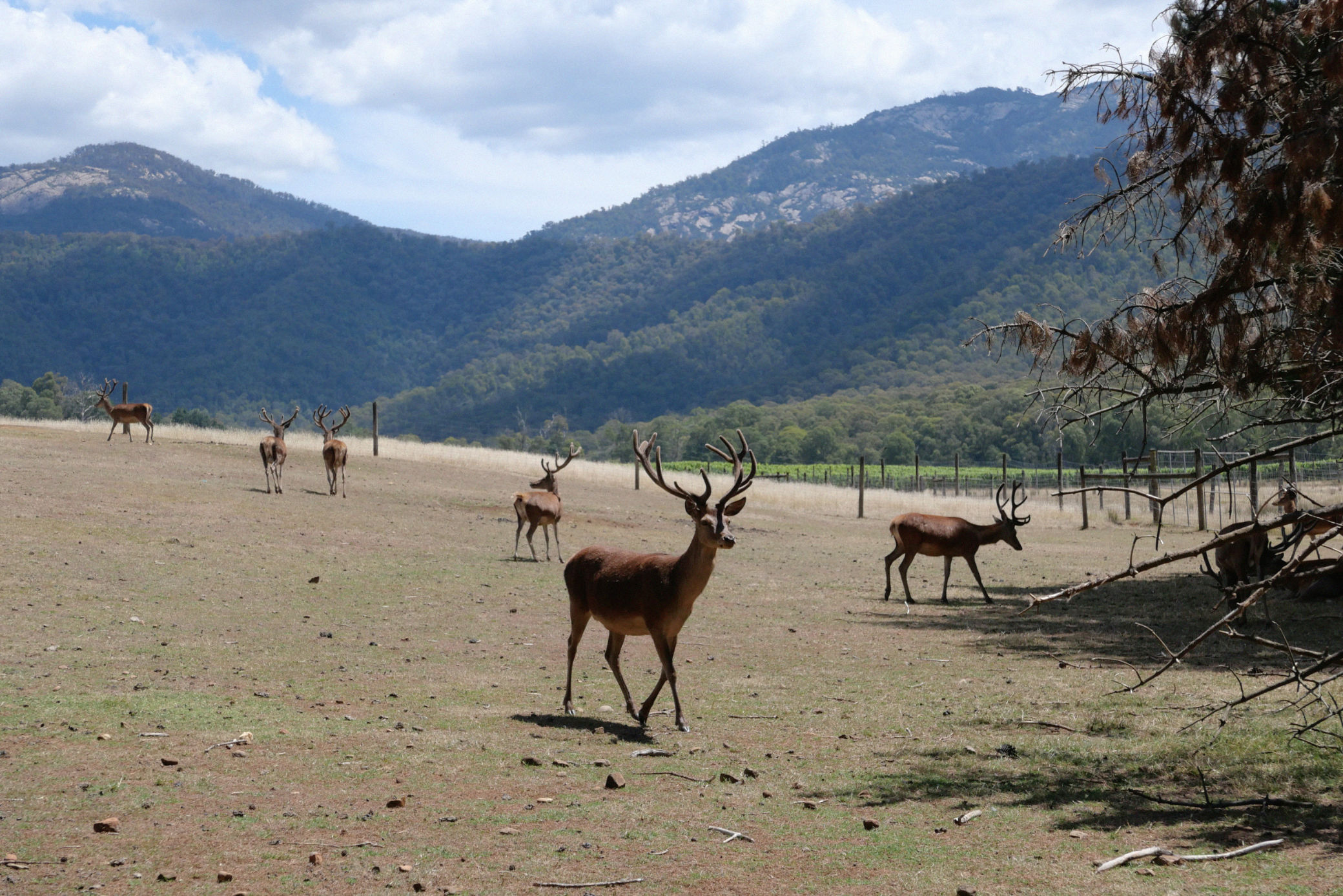 The Red Stag Deer and Emu Farm